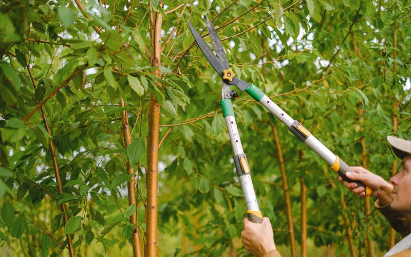 Tree trimming in Ravenden, AR